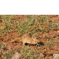 گونه جربیل هندی Indian Gerbil